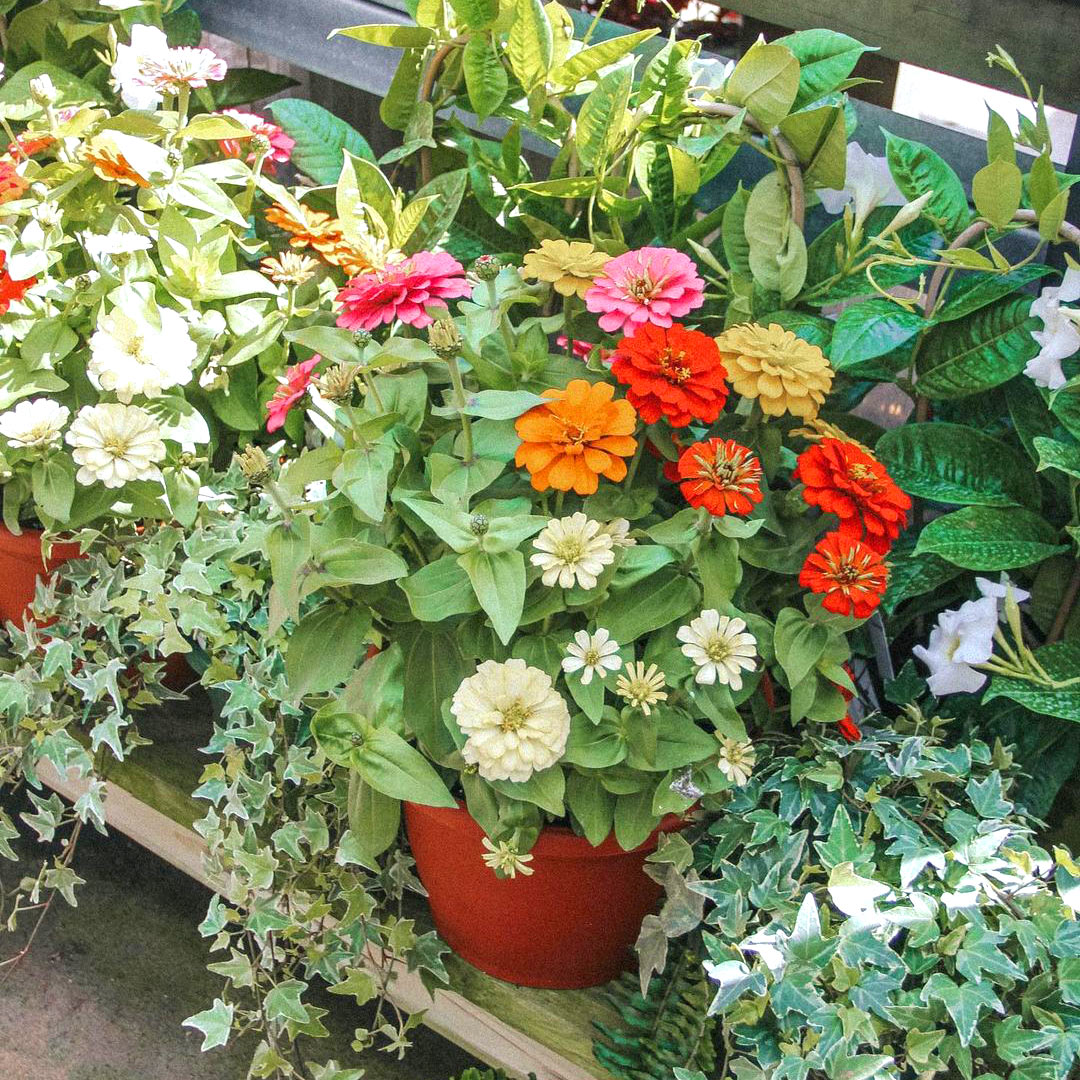 Birmingham Plant Nursery and Garden Shop | Collier's Nursery