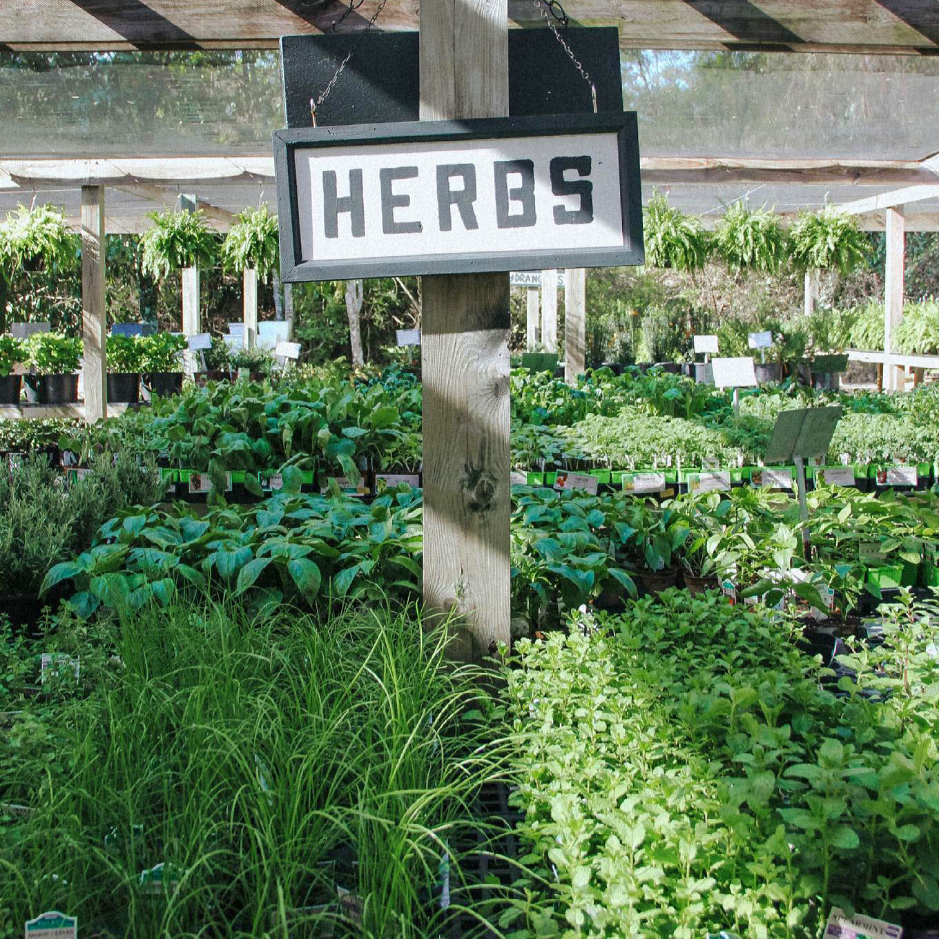 Herbs & Veggies Herbs & Veggies