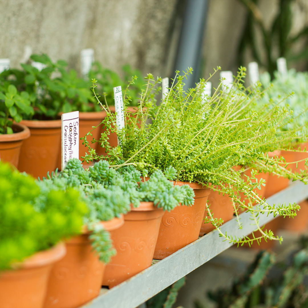 Birmingham Plant Nursery and Garden Shop Collier's Nursery