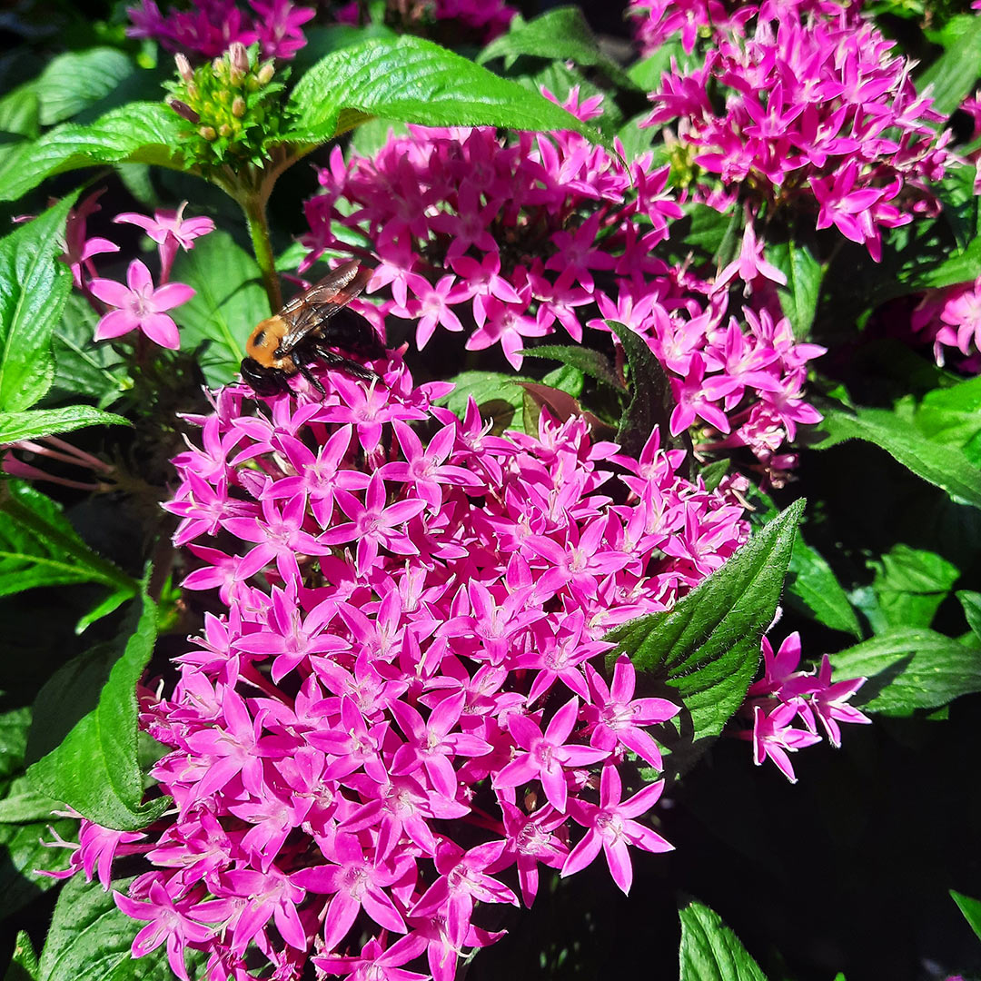 Flowers Flowers