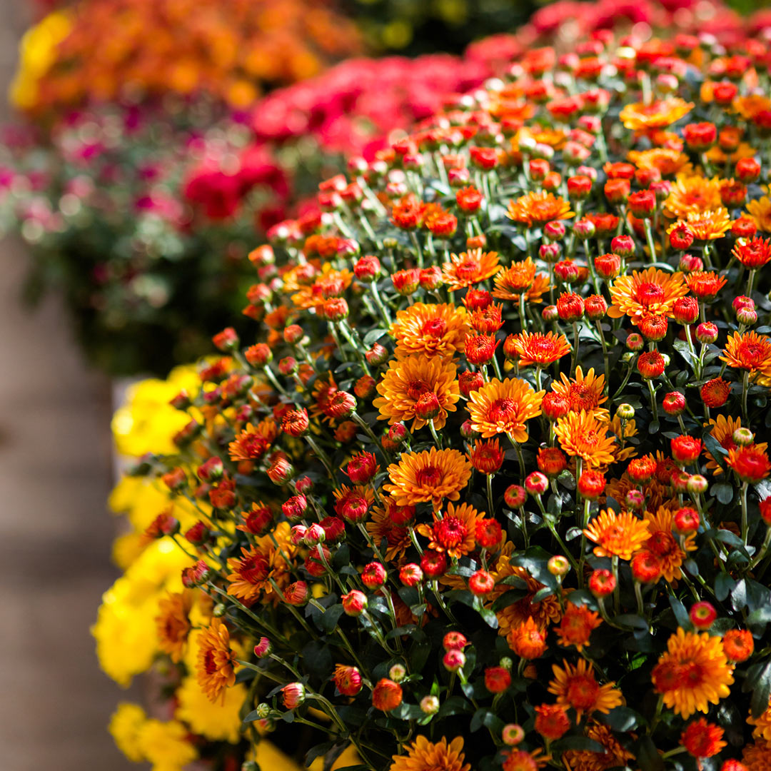 Add Cool-Season Flowers Like Coral Bellsand Evergreen Perennials to Your Container Gardens