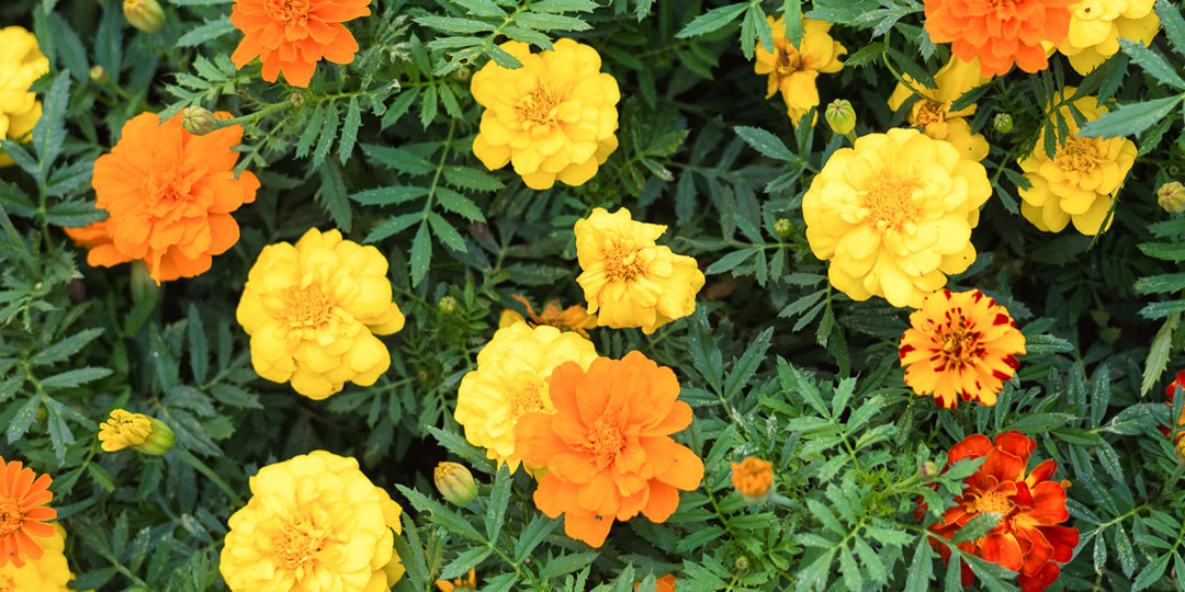 Marigolds bring fall colors to your garden