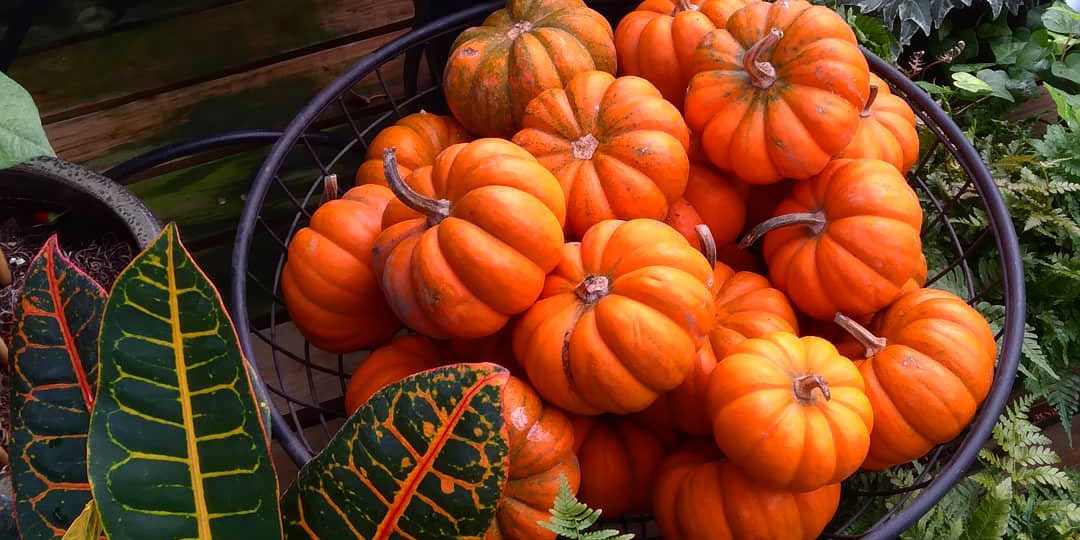 Add Fall decor like pumpkins!