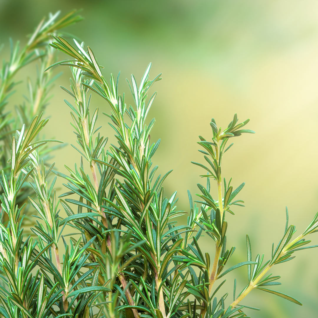 Focus on Evergreen Herbs Like Rosemary