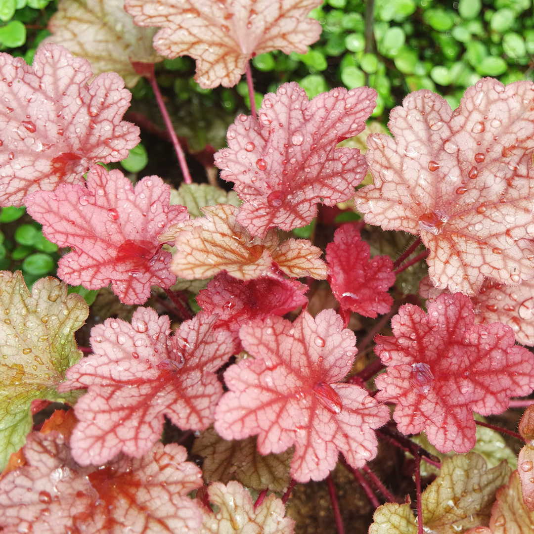 Add Cool-Season Flowers Like Coral Bellsand Evergreen Perennials to Your Container Gardens