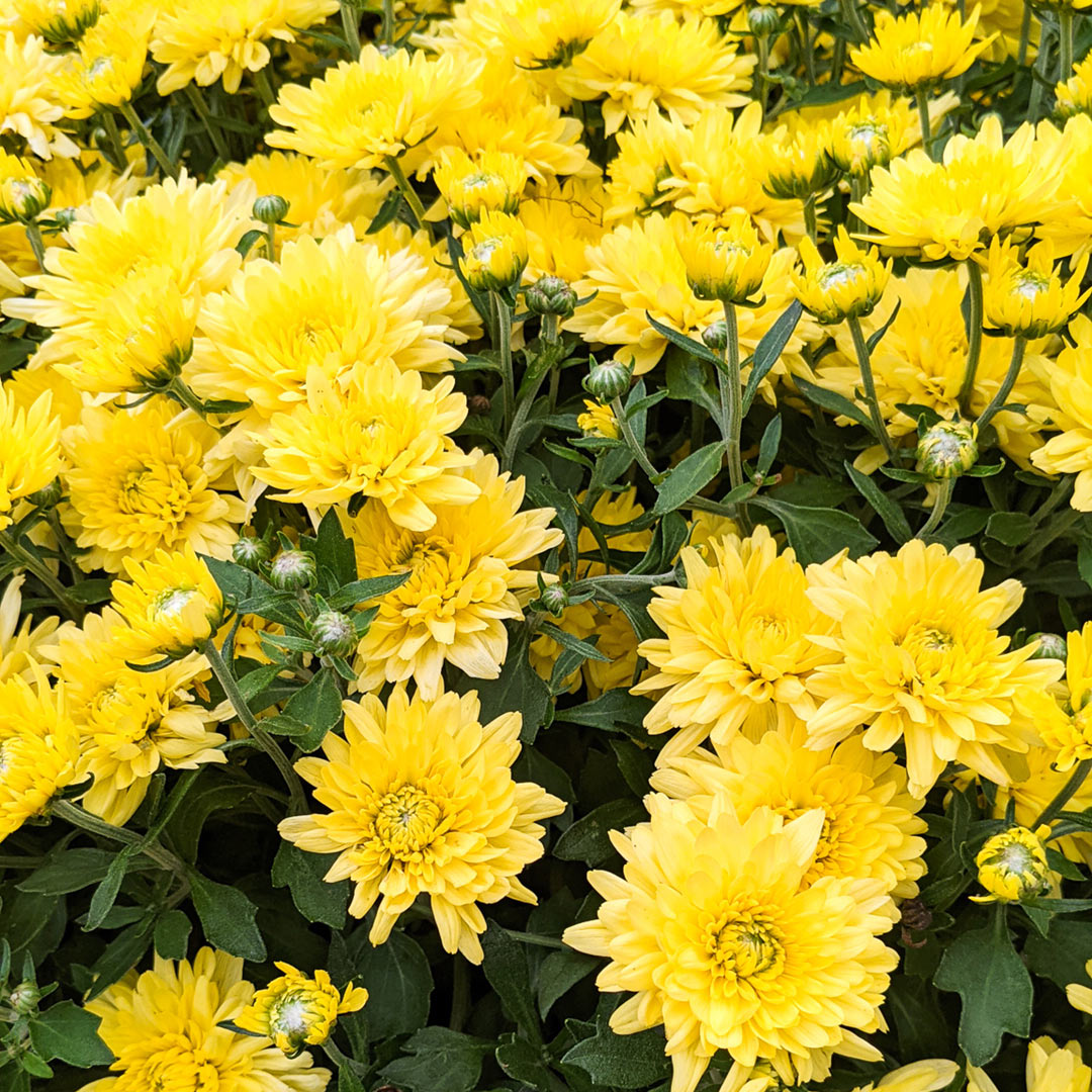 Mums are perennial when planted in the ground!