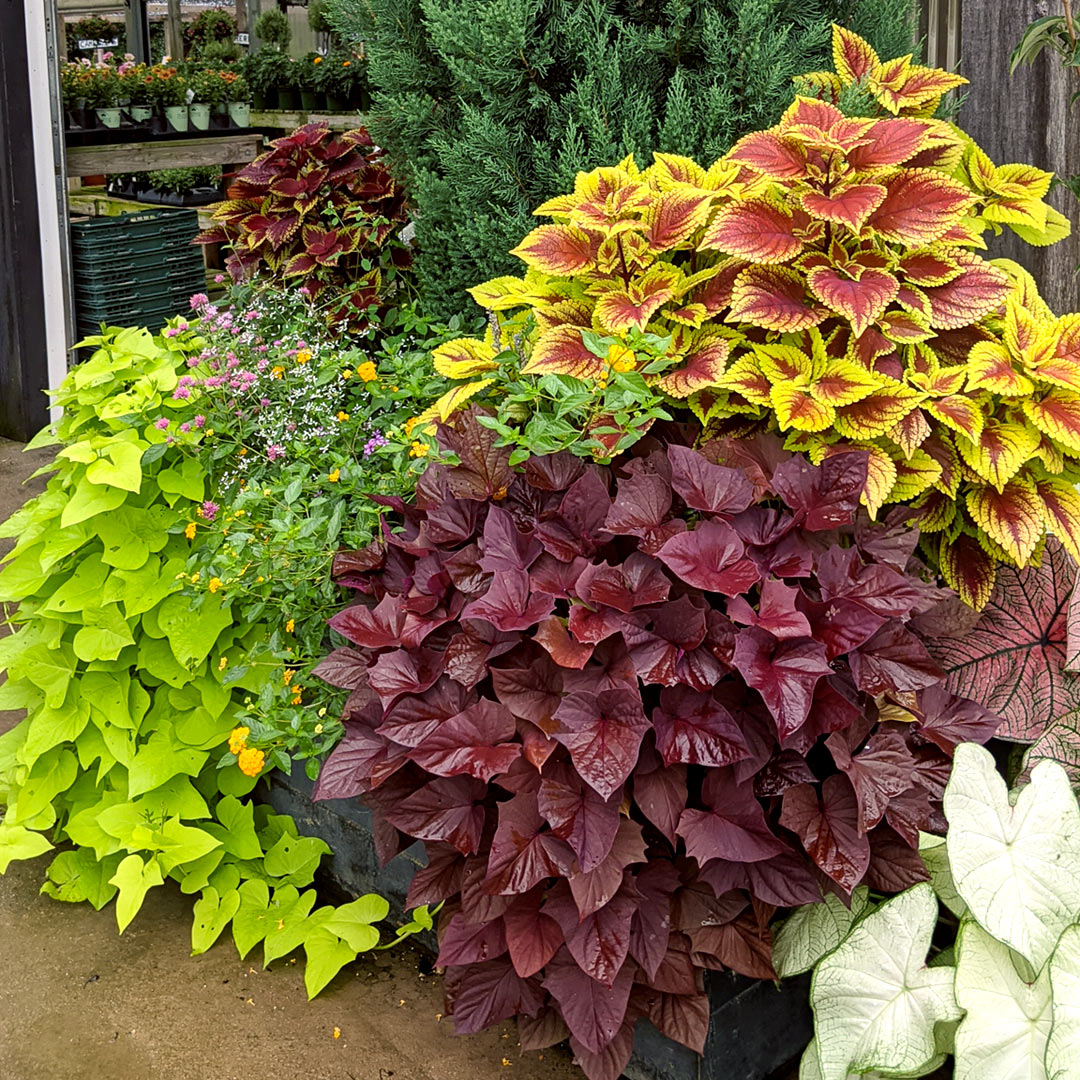 Add Cool-Season Flowers and Evergreen Perennials to Your Container Gardens