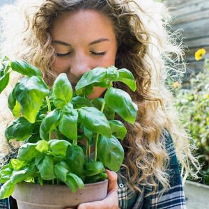 Birmingham Plant Nursery and Garden Shop - Collier's Nursery