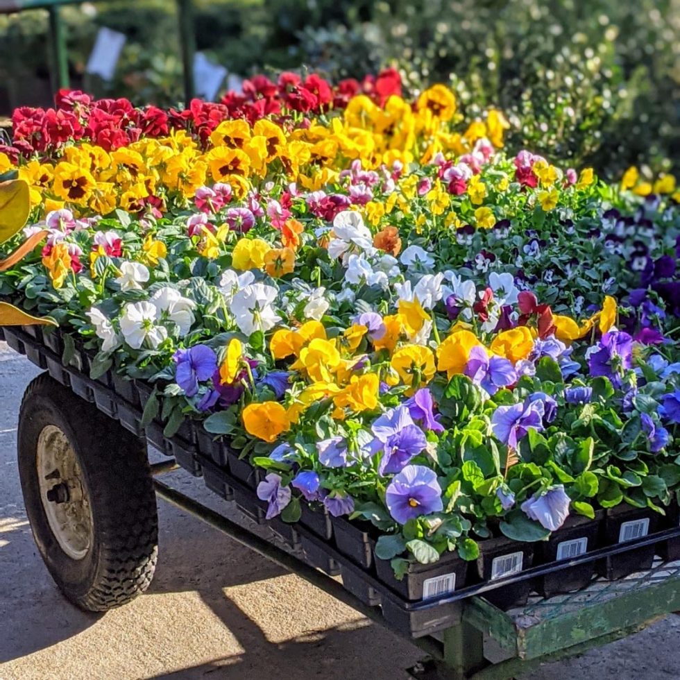 Birmingham Plant Nursery and Garden Shop Collier's Nursery