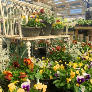 Flowers in the nursery now!