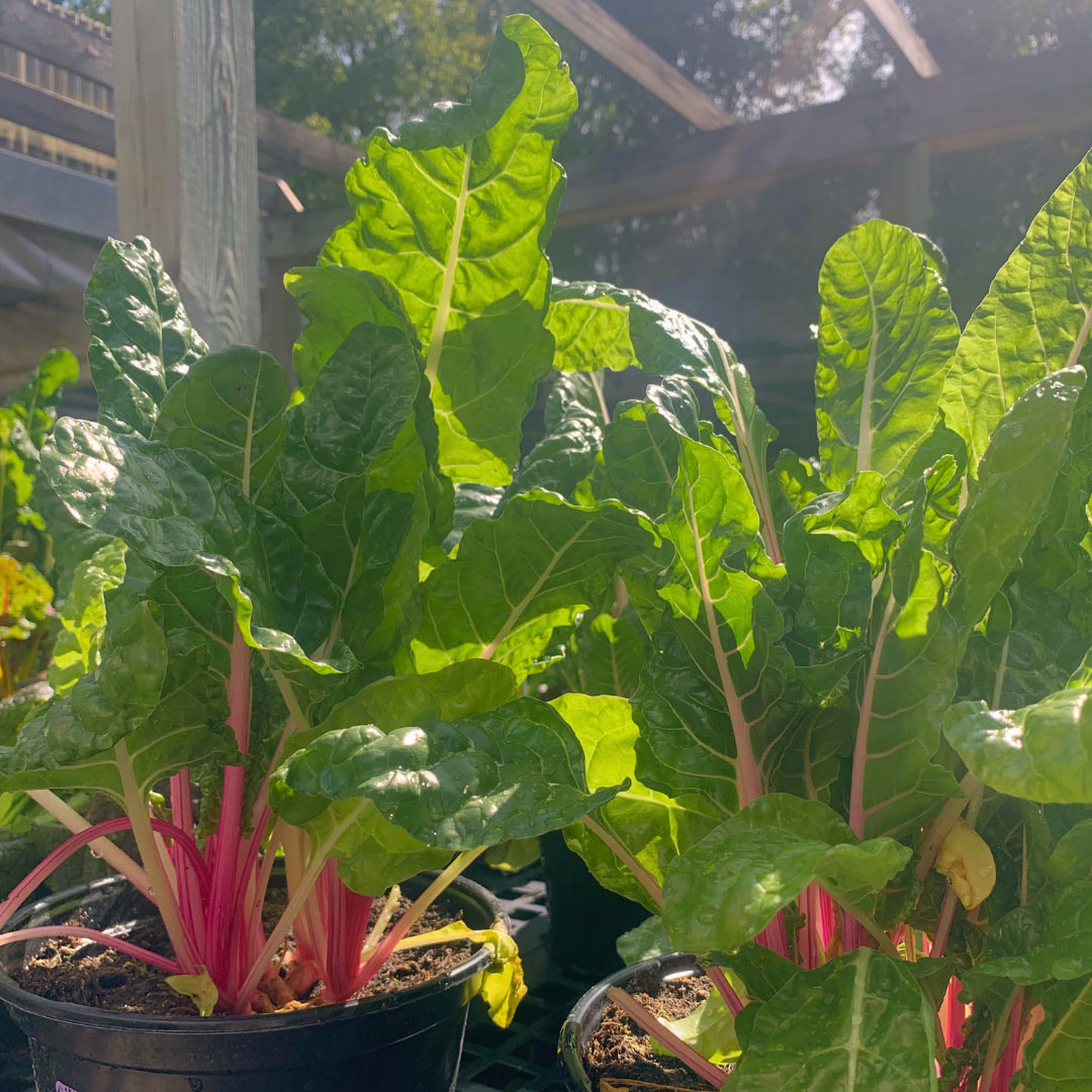 Herbs & veggies in the nursery now!