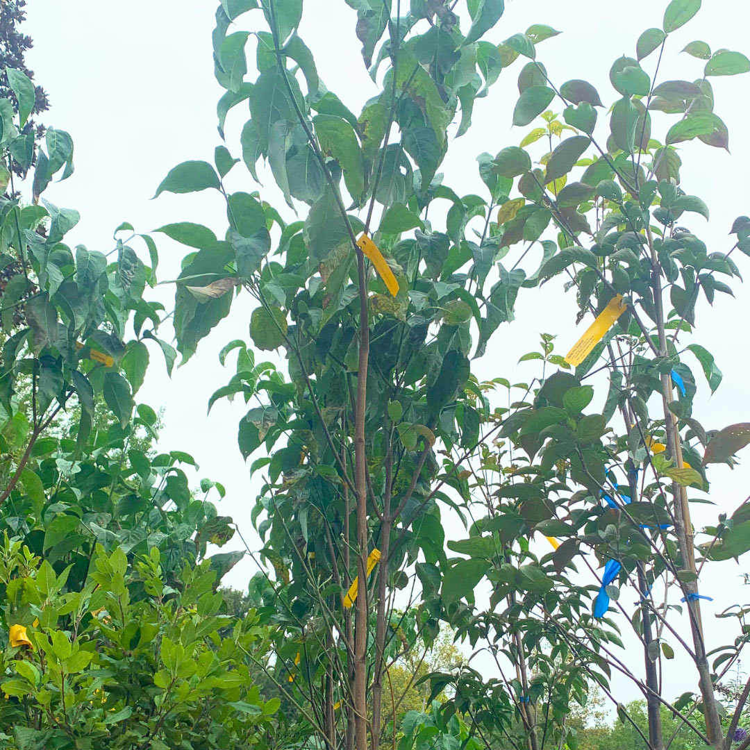 Trees & shrubs in the nursery now!