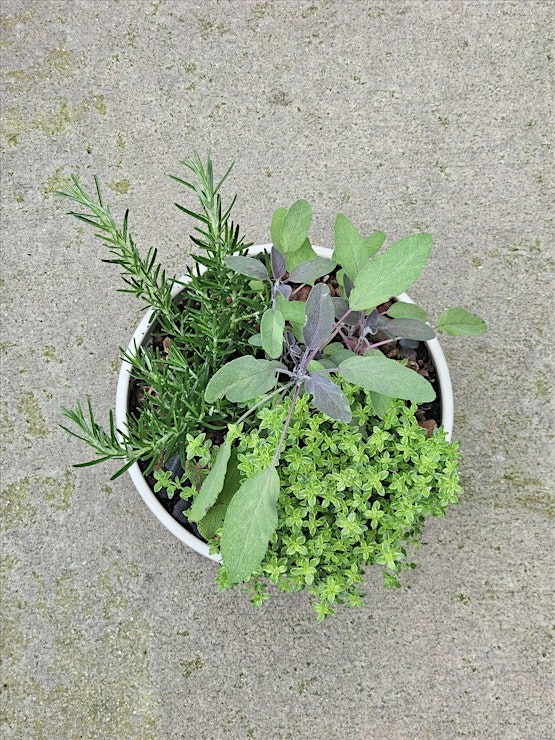 Sip 'n Soil: Bartender's Herb Garden Join us for our Sip 'n Soil: Bartender's Herb Garden event on July 8th from 4-6pm.