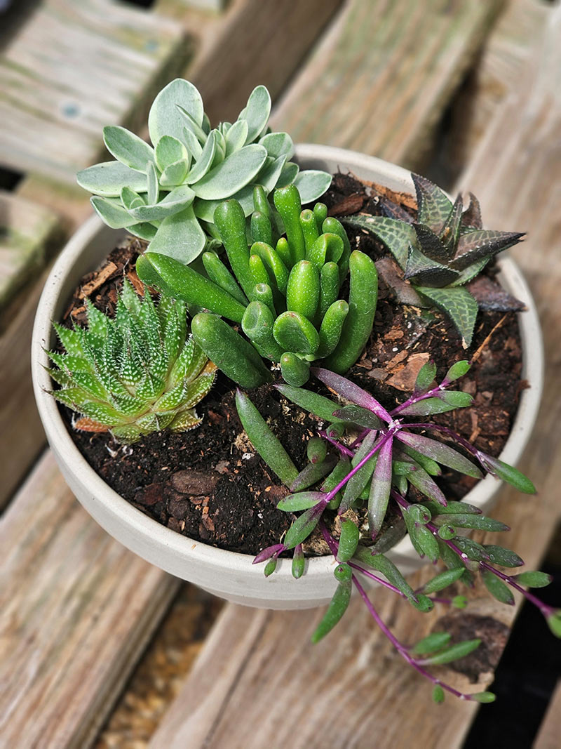 Sunny summer succulents are an easy way to spruce up your patio or sunroom for midsummer!