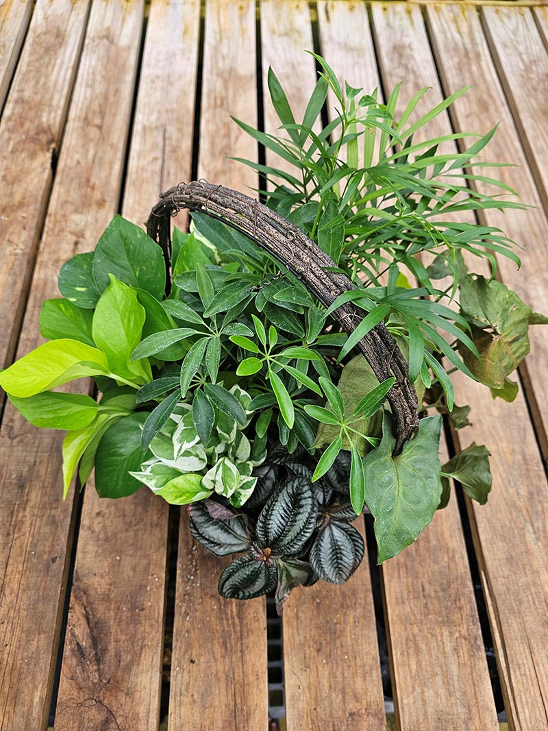 Sip 'N Soil: Houseplant Centerpiece | Friday, September 19 | 4 - 5:30pm CDT