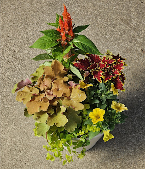 Sip 'N Soil | Festive Fall Flowers | Friday, September 26 | 4:00-5:30pm