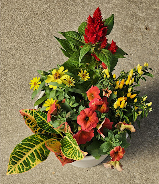 Sip 'N Soil | Festive Fall Flowers | Friday, September 26 | 4:00-5:30pm