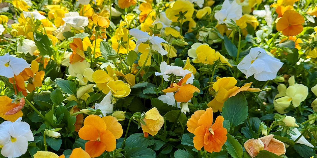 Primrose