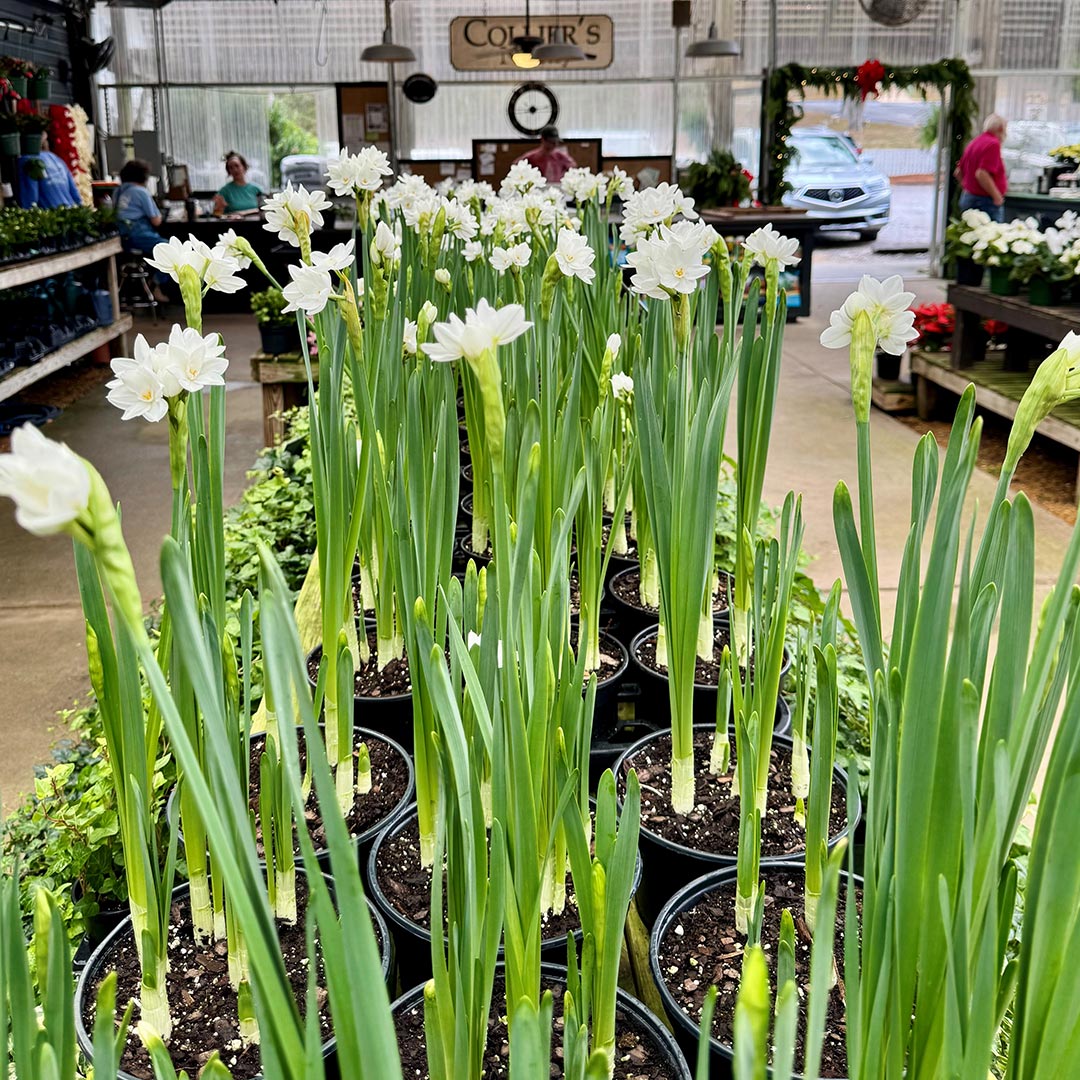 Festive Holiday Wreaths