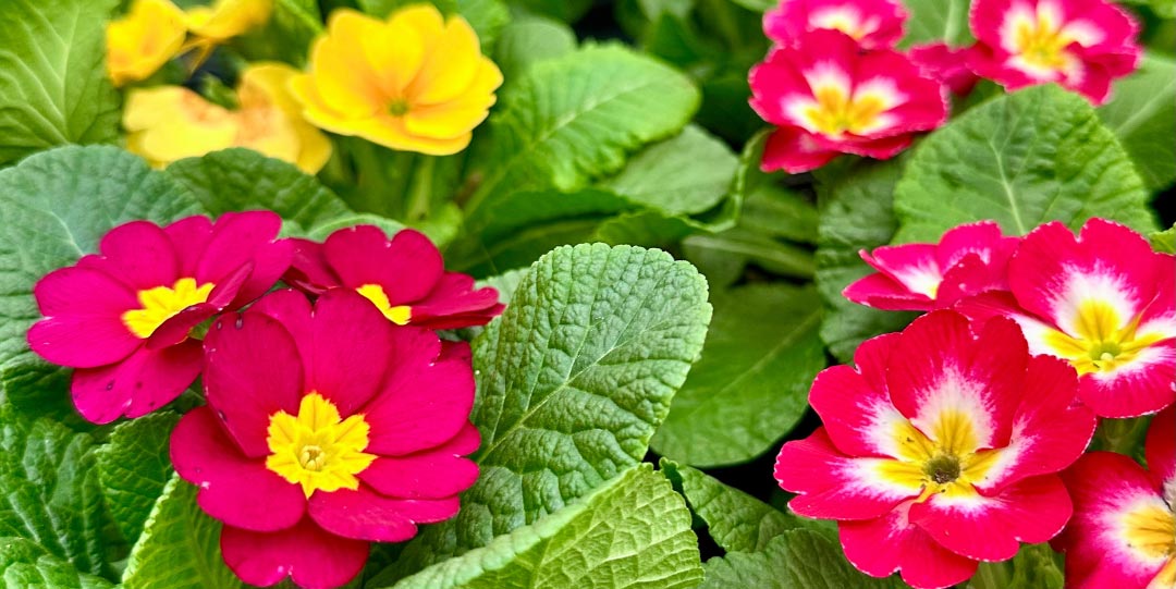 mosaic-gallery-rectangle-11 Primrose