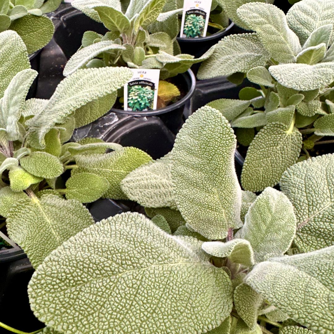 mosaic-gallery-square-32 You found an Easter Egg! There are 10 on the site. Can you find the others?