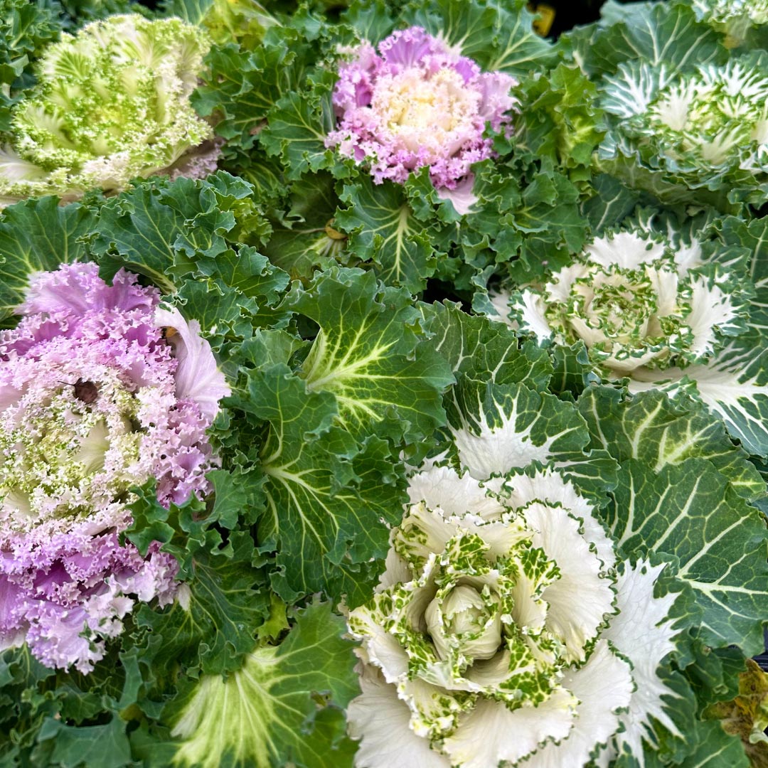 mosaic-gallery-square-23 House Plants