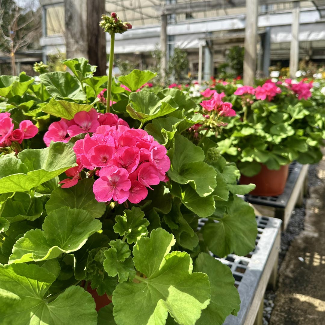 Festive Holiday Wreaths