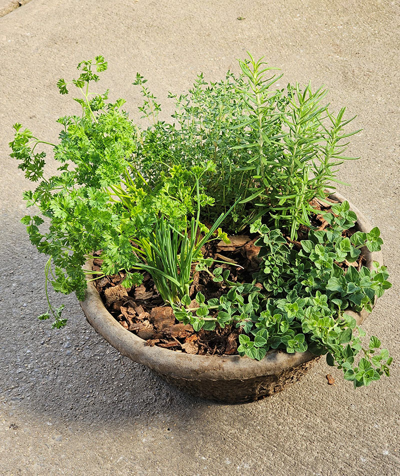 Example of a Chef's Herb Garden arrangement.
