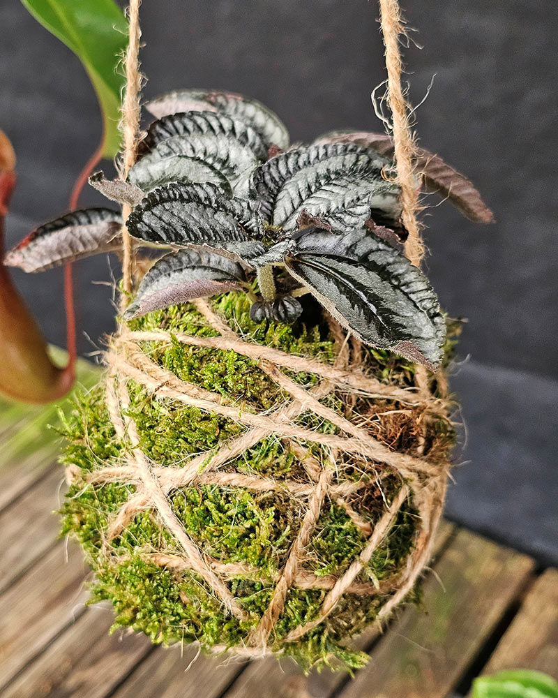 Example two of a Kooky Kokedamas