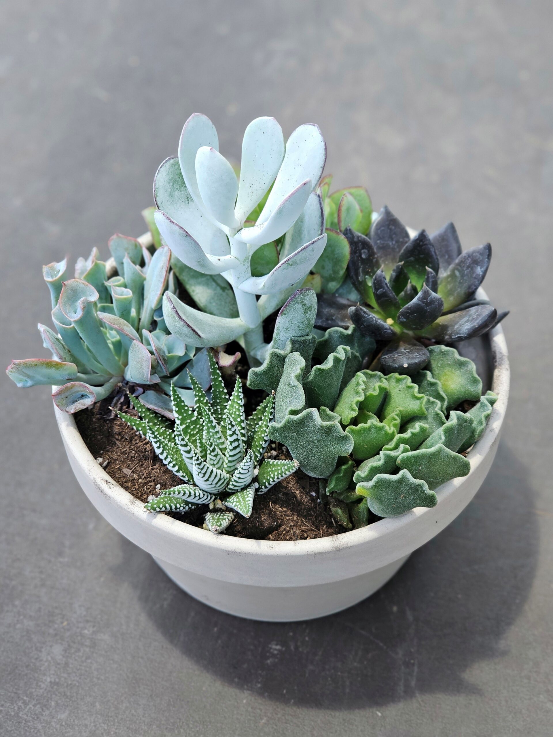 Example of a Summer Succulents arrangement