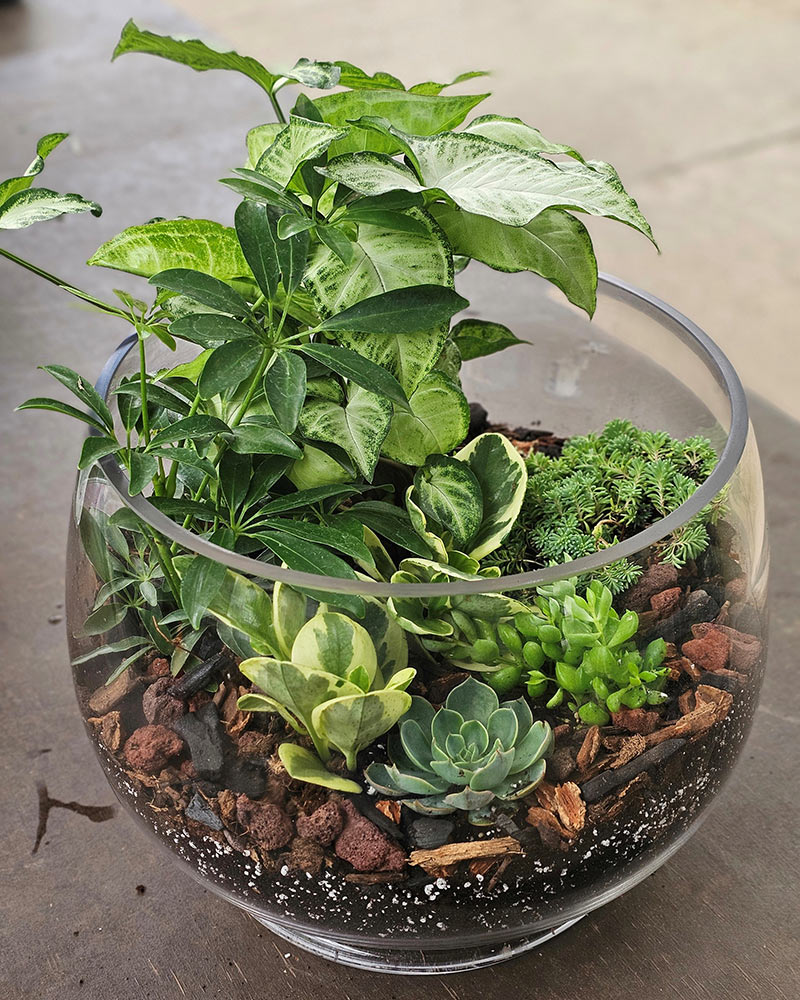 Example 1 of a Terrarium