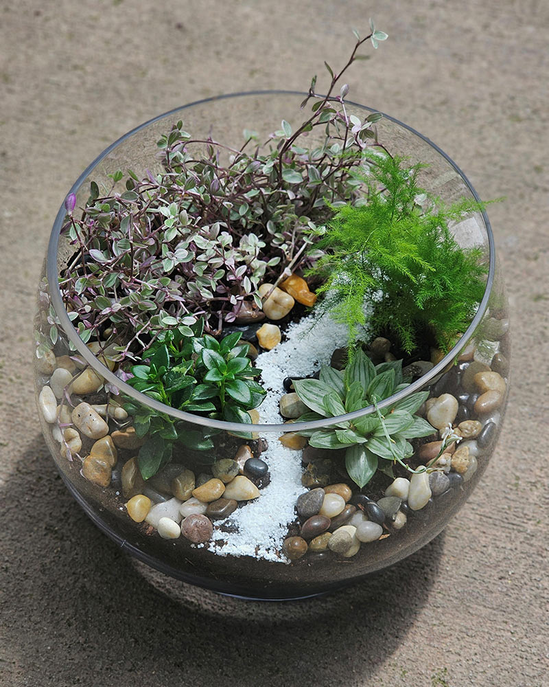 Example 2 of a Terrarium
