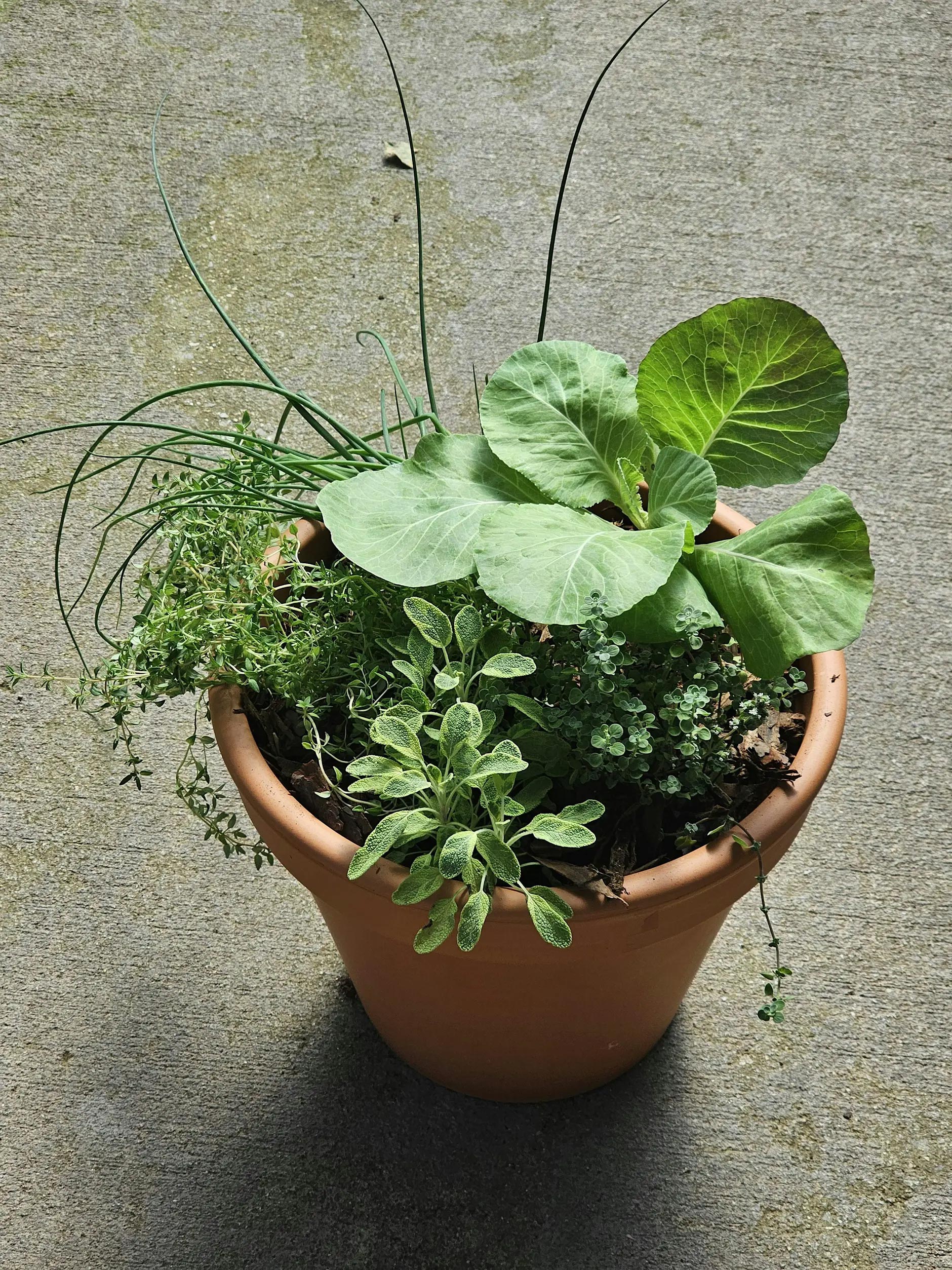 Sip 'N Soil: Fall Soup Garden | Example 1