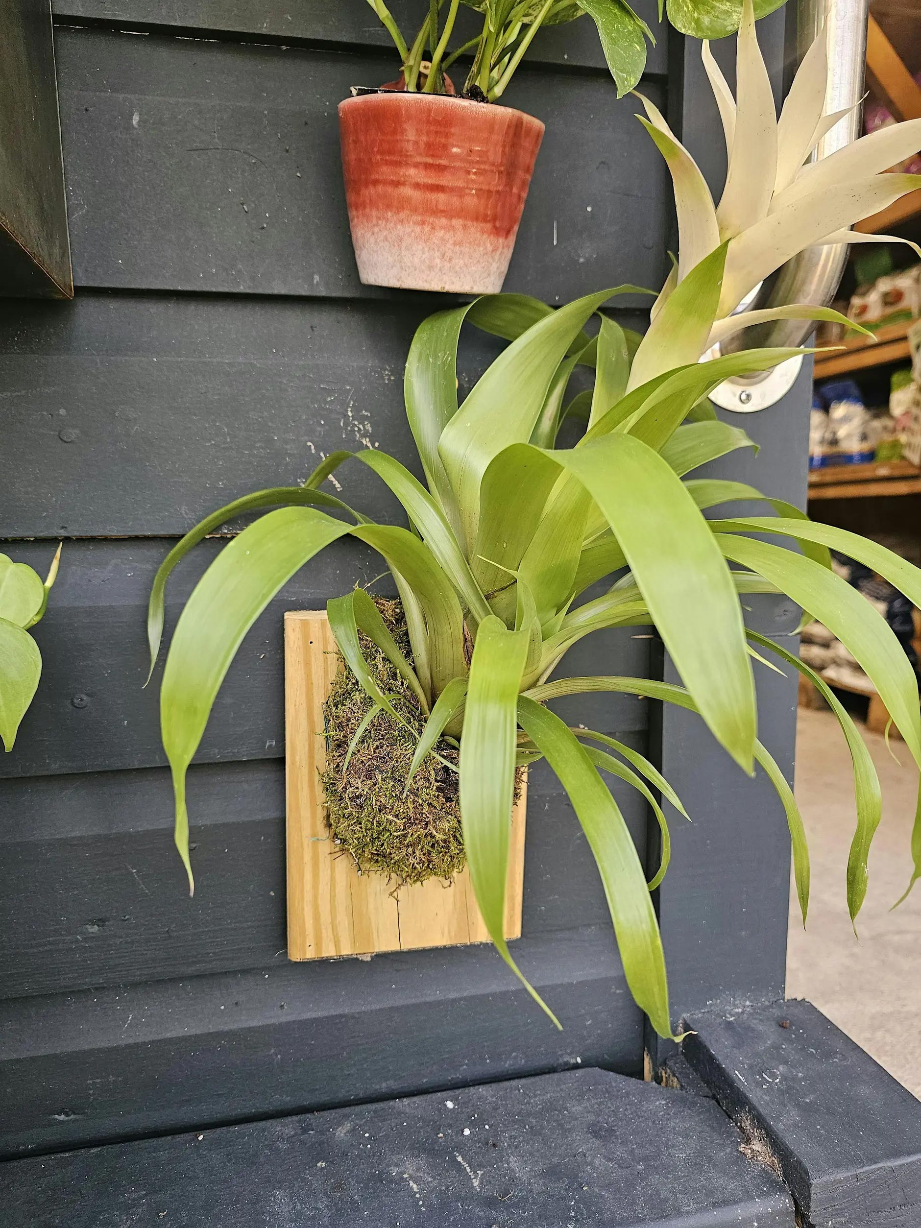 Sip 'N Soil: Kooky Kokedama The Remix | Example 1