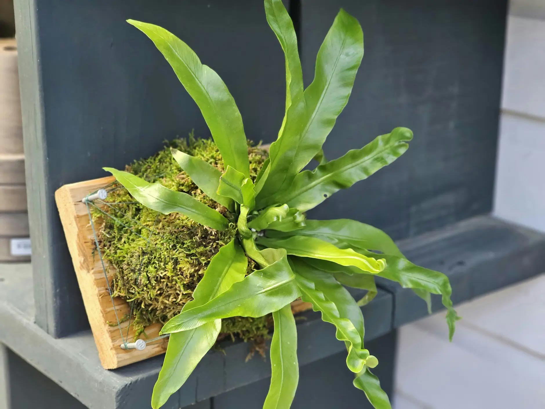 Sip 'N Soil: Kooky Kokedama The Remix | Example 2